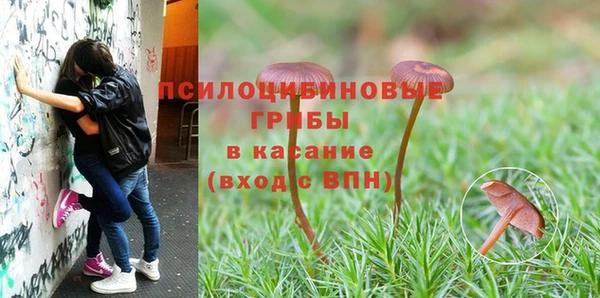 прущие грибы Белокуриха